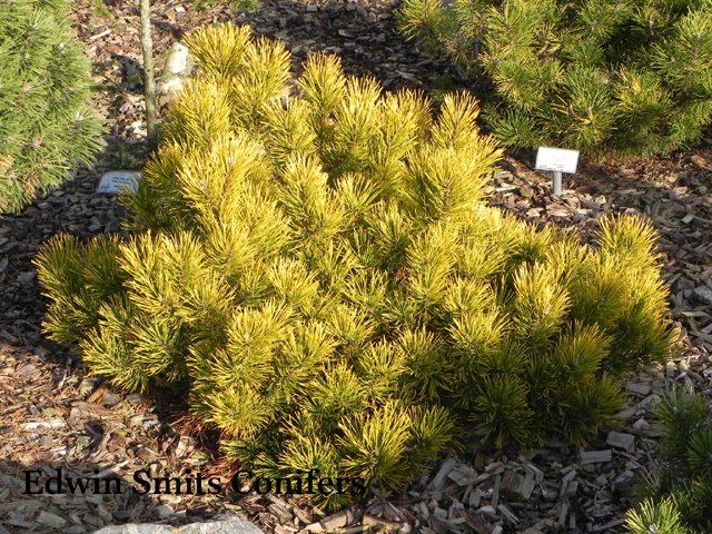 Pinus mugo 'Gold Star'